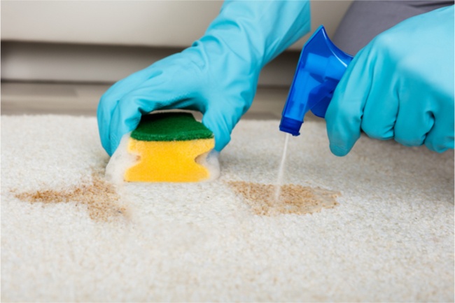 Close up of a professional carpet cleaning service cleaning a stain with sponge, solution on a carpet