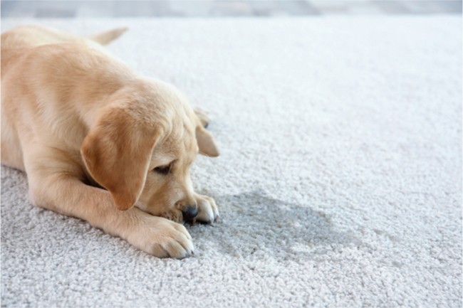 Puppy lying on carpet near a wet spot.