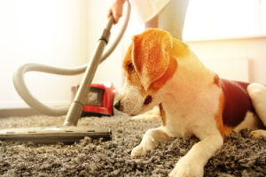 A person cleans with a vacuum cleaner while a beagle is close by.