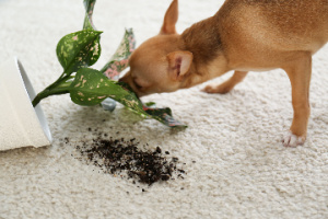 Indoors, a Chihuahua dog is near a houseplant overturned on the carpet—the concept for carpet cleaning tips for pet owners.